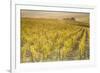 Dawn in the vineyards of Sancerre, Cher, Centre, France, Europe-Julian Elliott-Framed Photographic Print