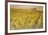 Dawn in the vineyards of Sancerre, Cher, Centre, France, Europe-Julian Elliott-Framed Photographic Print