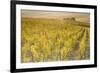 Dawn in the vineyards of Sancerre, Cher, Centre, France, Europe-Julian Elliott-Framed Photographic Print