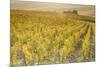 Dawn in the vineyards of Sancerre, Cher, Centre, France, Europe-Julian Elliott-Mounted Photographic Print