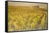 Dawn in the vineyards of Sancerre, Cher, Centre, France, Europe-Julian Elliott-Framed Stretched Canvas