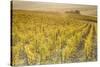 Dawn in the vineyards of Sancerre, Cher, Centre, France, Europe-Julian Elliott-Stretched Canvas