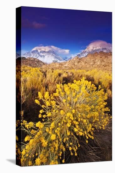 Dawn Light on Rabbitbrush and Sierra Crest, Inyo National Forest, California-Russ Bishop-Stretched Canvas