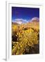 Dawn Light on Rabbitbrush and Sierra Crest, Inyo National Forest, California-Russ Bishop-Framed Photographic Print