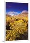 Dawn Light on Rabbitbrush and Sierra Crest, Inyo National Forest, California-Russ Bishop-Framed Photographic Print