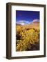 Dawn Light on Rabbitbrush and Sierra Crest, Inyo National Forest, California-Russ Bishop-Framed Photographic Print