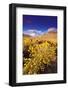 Dawn Light on Rabbitbrush and Sierra Crest, Inyo National Forest, California-Russ Bishop-Framed Photographic Print