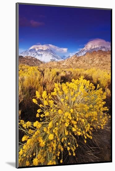 Dawn Light on Rabbitbrush and Sierra Crest, Inyo National Forest, California-Russ Bishop-Mounted Photographic Print