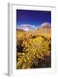 Dawn Light on Rabbitbrush and Sierra Crest, Inyo National Forest, California-Russ Bishop-Framed Photographic Print