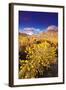 Dawn Light on Rabbitbrush and Sierra Crest, Inyo National Forest, California-Russ Bishop-Framed Photographic Print