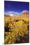 Dawn Light on Rabbitbrush and Sierra Crest, Inyo National Forest, California-Russ Bishop-Mounted Photographic Print