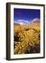 Dawn Light on Rabbitbrush and Sierra Crest, Inyo National Forest, California-Russ Bishop-Framed Photographic Print