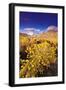 Dawn Light on Rabbitbrush and Sierra Crest, Inyo National Forest, California-Russ Bishop-Framed Photographic Print