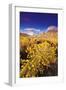 Dawn Light on Rabbitbrush and Sierra Crest, Inyo National Forest, California-Russ Bishop-Framed Photographic Print