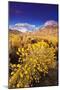 Dawn Light on Rabbitbrush and Sierra Crest, Inyo National Forest, California-Russ Bishop-Mounted Photographic Print