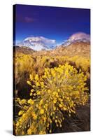 Dawn Light on Rabbitbrush and Sierra Crest, Inyo National Forest, California-Russ Bishop-Stretched Canvas