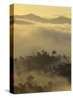 Dawn Light Silhouettes the Trees of the Rainforest, Danum Valley, Sabah, Island of Borneo, Malaysia-Louise Murray-Stretched Canvas