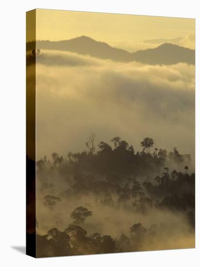 Dawn Light Silhouettes the Trees of the Rainforest, Danum Valley, Sabah, Island of Borneo, Malaysia-Louise Murray-Stretched Canvas