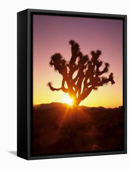 Dawn on the Mojave Desert, California, USA-Jerry Ginsberg-Framed Stretched Canvas