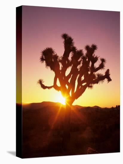 Dawn on the Mojave Desert, California, USA-Jerry Ginsberg-Stretched Canvas