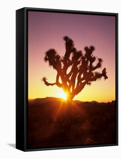 Dawn on the Mojave Desert, California, USA-Jerry Ginsberg-Framed Stretched Canvas