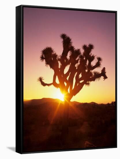 Dawn on the Mojave Desert, California, USA-Jerry Ginsberg-Framed Stretched Canvas