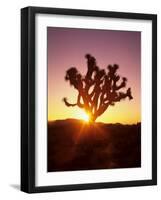 Dawn on the Mojave Desert, California, USA-Jerry Ginsberg-Framed Photographic Print