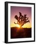 Dawn on the Mojave Desert, California, USA-Jerry Ginsberg-Framed Photographic Print