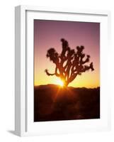 Dawn on the Mojave Desert, California, USA-Jerry Ginsberg-Framed Photographic Print