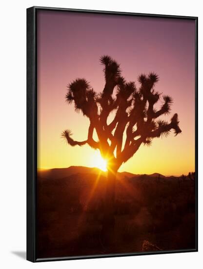 Dawn on the Mojave Desert, California, USA-Jerry Ginsberg-Framed Photographic Print