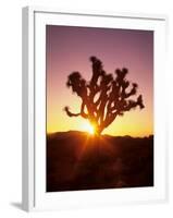 Dawn on the Mojave Desert, California, USA-Jerry Ginsberg-Framed Photographic Print