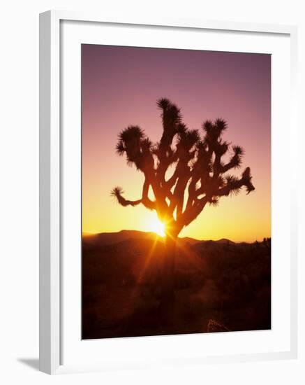 Dawn on the Mojave Desert, California, USA-Jerry Ginsberg-Framed Photographic Print