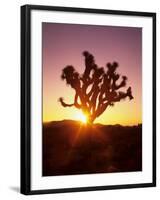 Dawn on the Mojave Desert, California, USA-Jerry Ginsberg-Framed Photographic Print