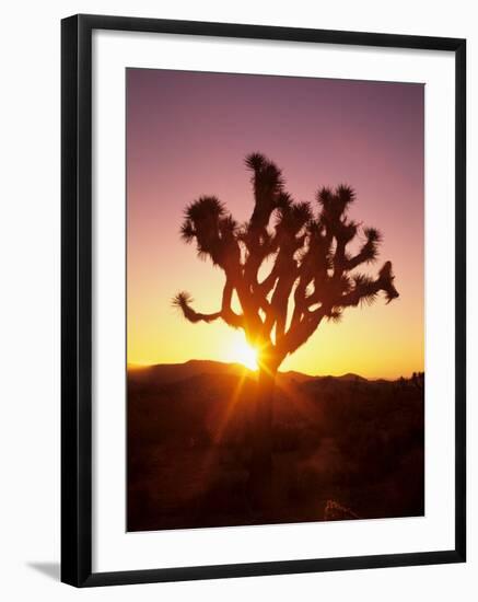 Dawn on the Mojave Desert, California, USA-Jerry Ginsberg-Framed Photographic Print