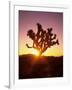 Dawn on the Mojave Desert, California, USA-Jerry Ginsberg-Framed Photographic Print