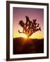 Dawn on the Mojave Desert, California, USA-Jerry Ginsberg-Framed Photographic Print