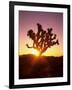 Dawn on the Mojave Desert, California, USA-Jerry Ginsberg-Framed Photographic Print