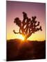 Dawn on the Mojave Desert, California, USA-Jerry Ginsberg-Mounted Photographic Print