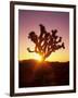 Dawn on the Mojave Desert, California, USA-Jerry Ginsberg-Framed Photographic Print