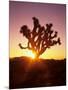 Dawn on the Mojave Desert, California, USA-Jerry Ginsberg-Mounted Photographic Print