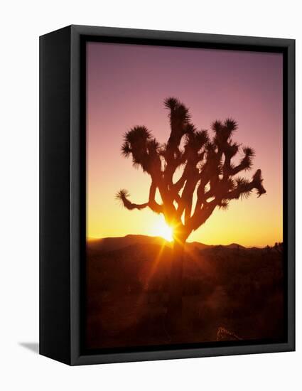 Dawn on the Mojave Desert, California, USA-Jerry Ginsberg-Framed Stretched Canvas