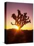 Dawn on the Mojave Desert, California, USA-Jerry Ginsberg-Stretched Canvas