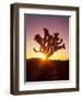 Dawn on the Mojave Desert, California, USA-Jerry Ginsberg-Framed Photographic Print