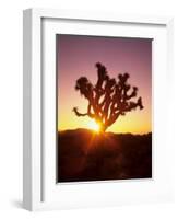 Dawn on the Mojave Desert, California, USA-Jerry Ginsberg-Framed Photographic Print