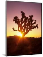 Dawn on the Mojave Desert, California, USA-Jerry Ginsberg-Mounted Photographic Print