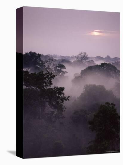Dawn Over Canopy of Tai Forest, Cote D'Ivoire, West Africa-Michael W. Richards-Stretched Canvas