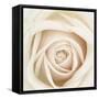 Dawn Rose-Mindy Sommers-Framed Stretched Canvas