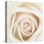 Dawn Rose-Mindy Sommers-Stretched Canvas