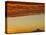 Dawn Sky over Mt. Hood, Oregon, USA-William Sutton-Stretched Canvas