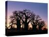 Dawn Sky Silhouettes from Grove of Ancient Baobab Trees, known as Baines' Baobabs, Botswana-Nigel Pavitt-Stretched Canvas